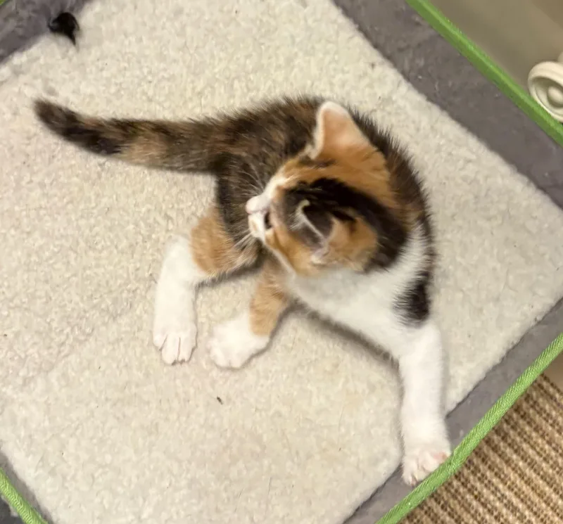 Callie thumbnail 4