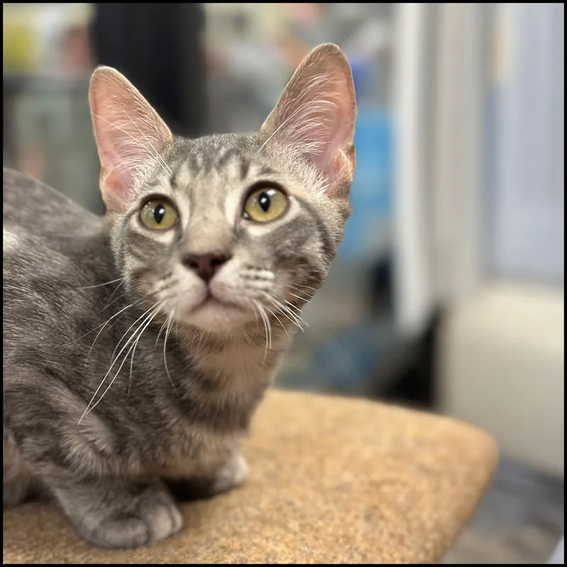 A young medium-sized male Tabby (Gray / Blue / Silver) Domestic Short Hair cat named Jerry for adoption in Roswell, GA
