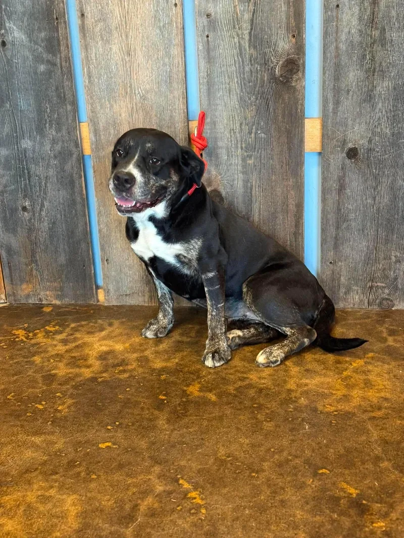 An adult large-sized female Mixed Breed dog named Brandy for adoption in Milwaukee, WI