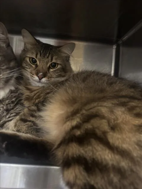 An adult large-sized male Domestic Medium Hair cat named Beard for adoption in Los Angeles, CA