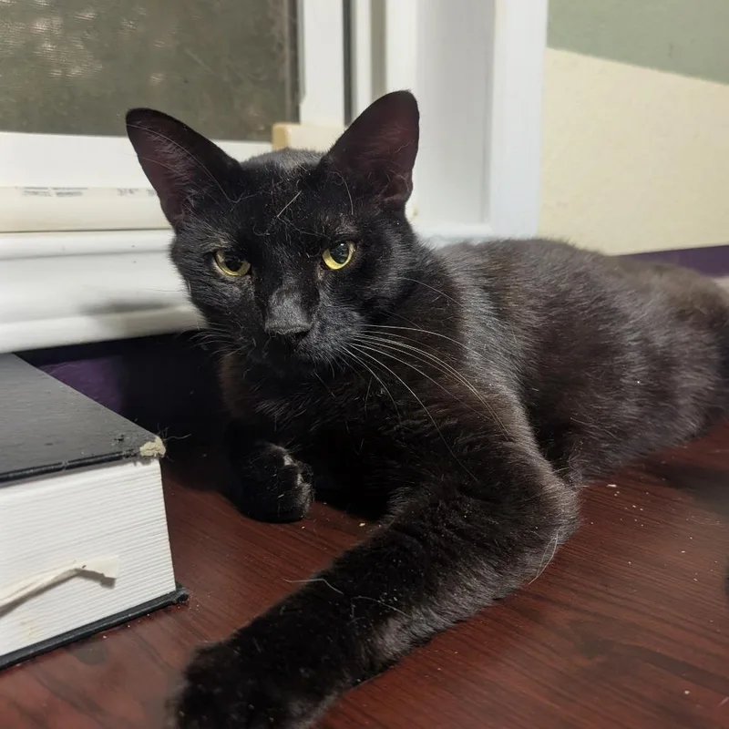 An adult large-sized male Black Domestic Short Hair cat named Garrett for adoption in Bulverde, TX