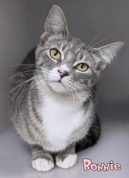 A baby medium-sized female Domestic Short Hair cat named Bonnie for adoption in Mason, MI