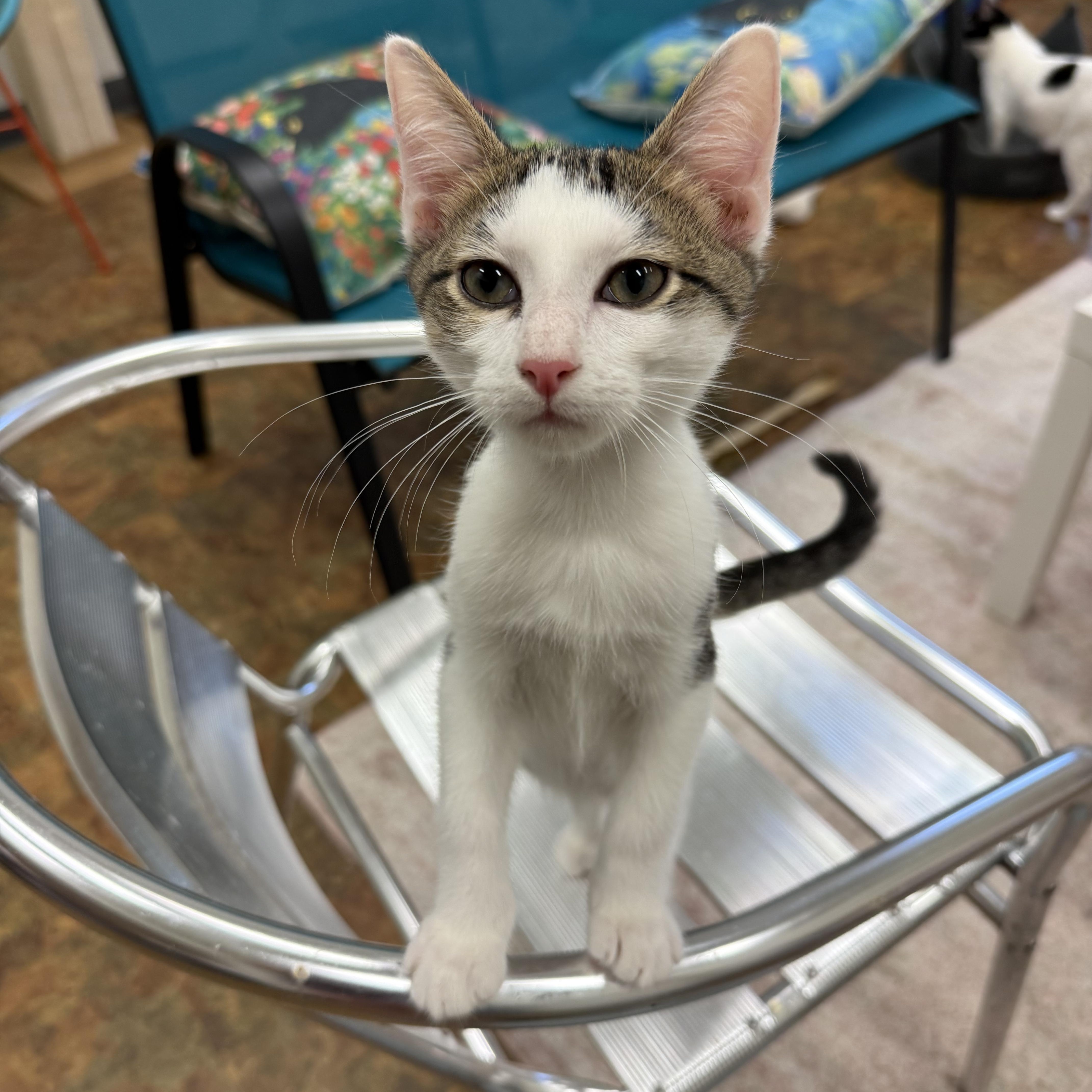 A baby large-sized male Buff & White Domestic Short Hair cat named Alesso for adoption in Miami Beach, FL