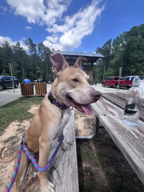 A young medium-sized male Terrier dog named Wallaby for adoption in Chapel Hill, NC