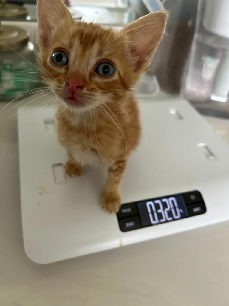 A baby small-sized male Domestic Short Hair cat named Fern for adoption in Lewisville, TX