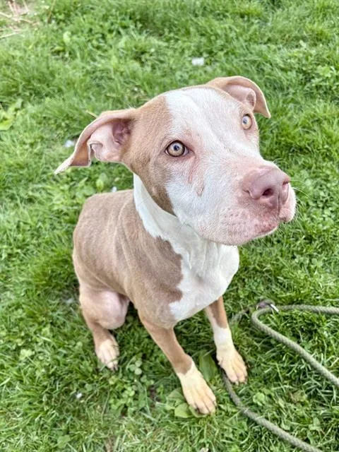 A young medium-sized female Pit Bull Terrier dog named Ashley for adoption in Indianapolis, IN
