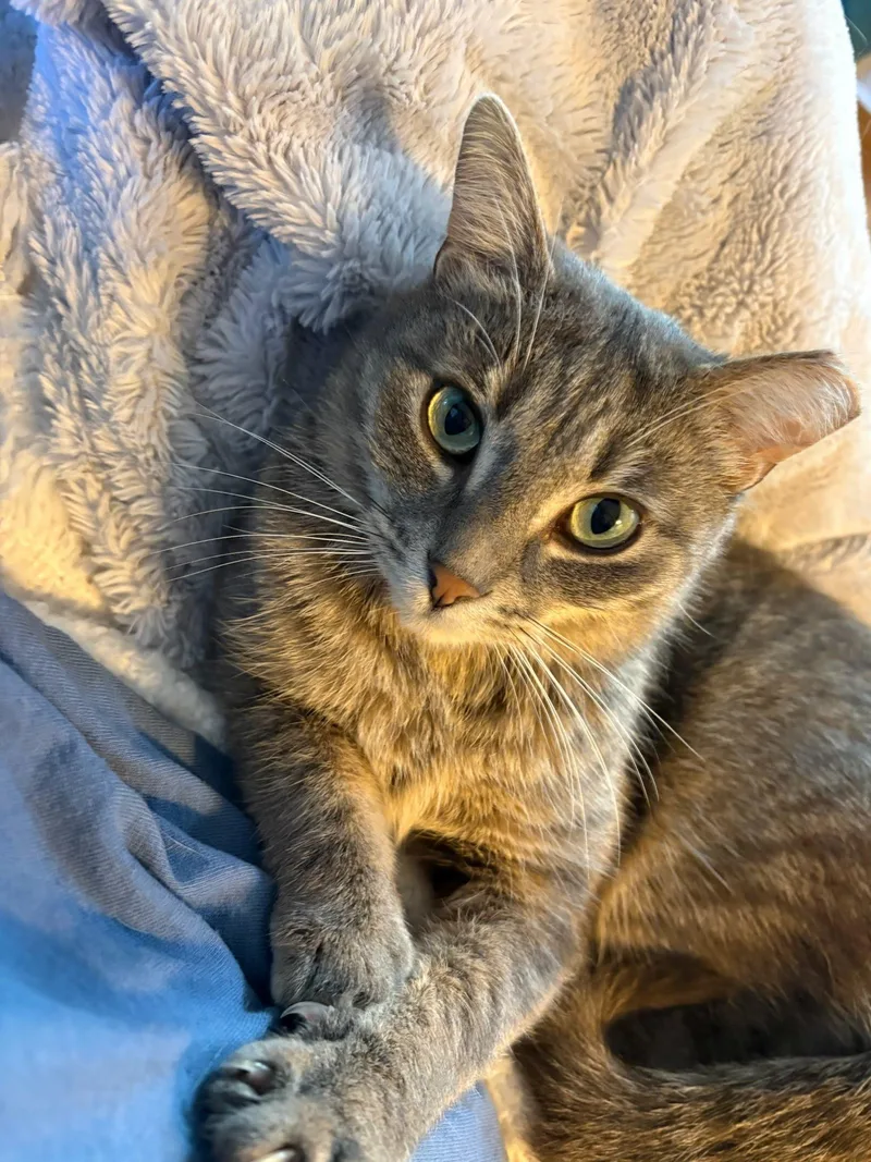 A young medium-sized female Tabby (Brown / Chocolate) Domestic Short Hair cat named Muffin for adoption in Evanston, IL