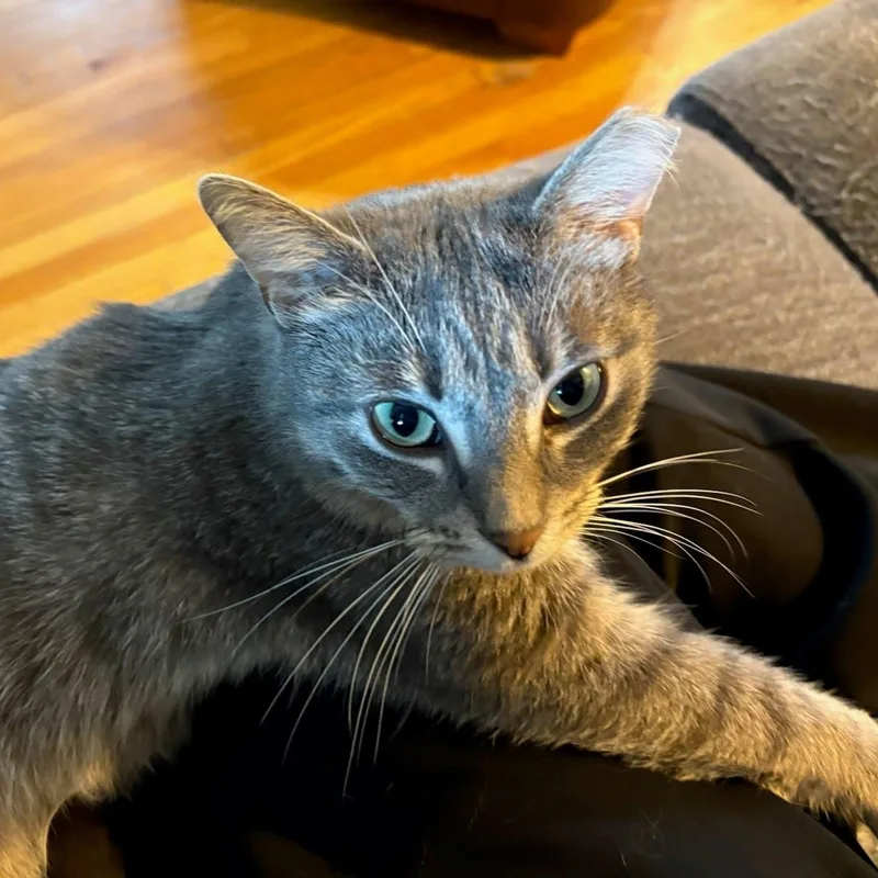 Muffin thumbnail 2