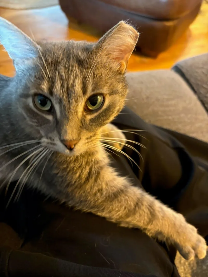 Muffin thumbnail 3
