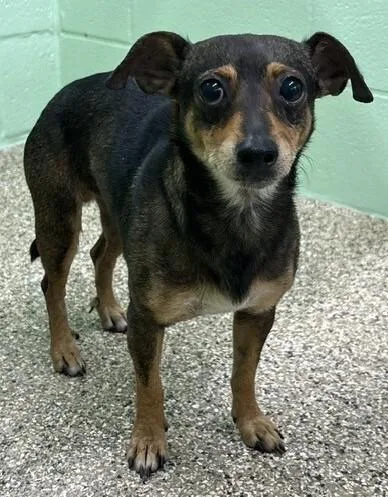 An adult medium-sized male Black Chihuahua dog named Miguel for adoption in Katy, TX