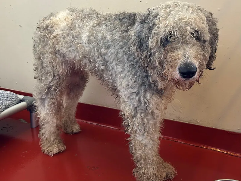 An adult medium-sized male White / Cream Sheep Dog dog named Chip for adoption in Mason City, IA