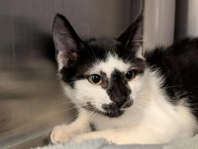 A baby small-sized male Domestic Short Hair cat named Penguin for adoption in Camarillo, CA