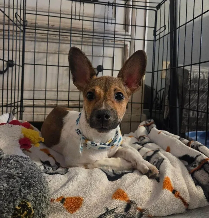 A baby small-sized male Dachshund dog named Frank for adoption in Saugus, MA