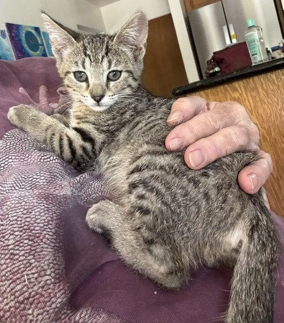 A baby medium-sized female Tabby cat named Stella for adoption in San Jose, CA
