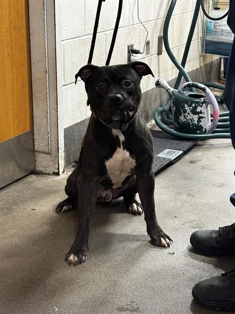 A young large-sized male Pit Bull Terrier dog named Shadow for adoption in Upper Marlboro, MD