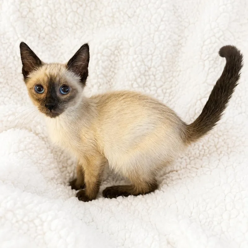 A baby medium-sized male Chocolate Point Siamese cat named Ts Lil Cutie for adoption in Glendora, CA