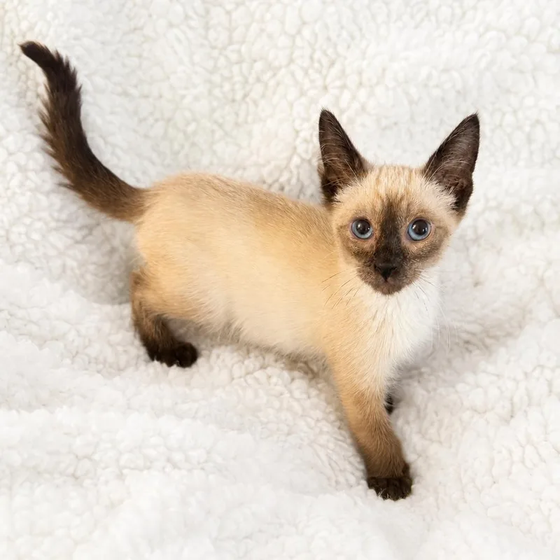 Ts Lil Cutie thumbnail 2