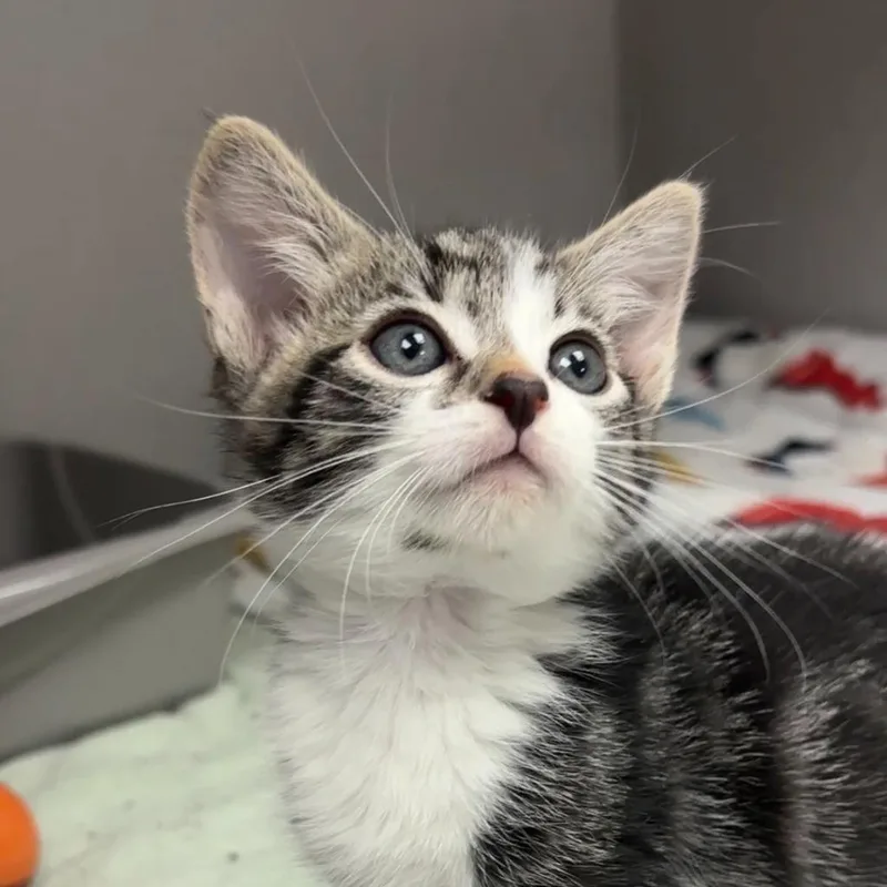 A baby small-sized male Domestic Short Hair cat named Bing Bong for adoption in Los Angeles, CA