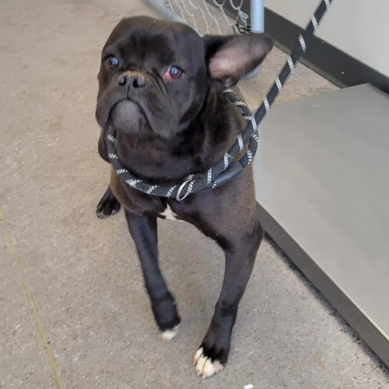 An adult medium-sized female Brindle Mixed Breed dog named Kelly for adoption in Las Cruces, NM