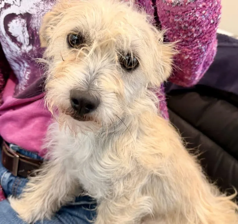 A young small-sized male Cairn Terrier dog named Marshall for adoption in Hilton Head Island, SC