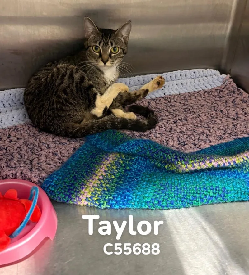 A young medium-sized female Domestic Short Hair cat named Taylor for adoption in Clarksville, TN