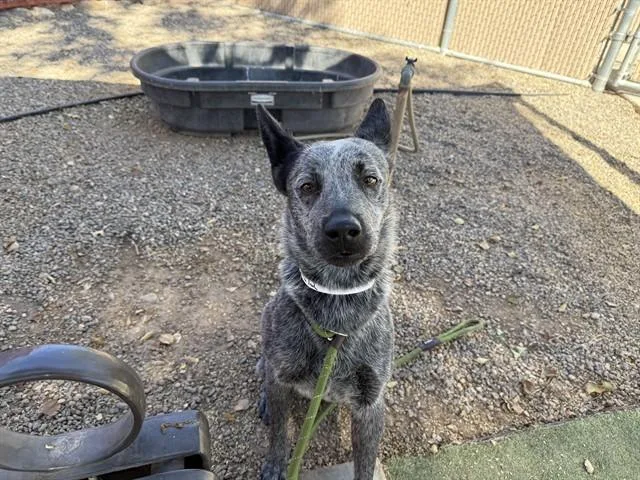 An adult large-sized male Australian Cattle Dog / Blue Heeler dog named Buddy for adoption in Phoenix, AZ