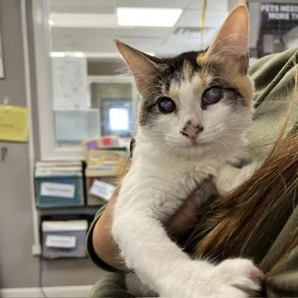 A baby small-sized female Domestic Medium Hair cat named ShirleyLaverne Blind Bonded for adoption in East Brookfield, MA
