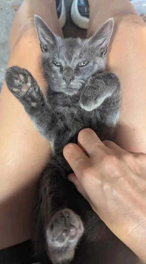 A baby medium-sized male Gray / Blue / Silver Domestic Short Hair cat named Gandalf for adoption in Cleveland Heights, OH