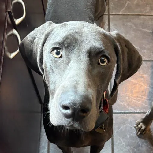A baby large-sized female Gray / Blue / Silver Weimaraner dog named Cleo for adoption in Grand Rapids, MI