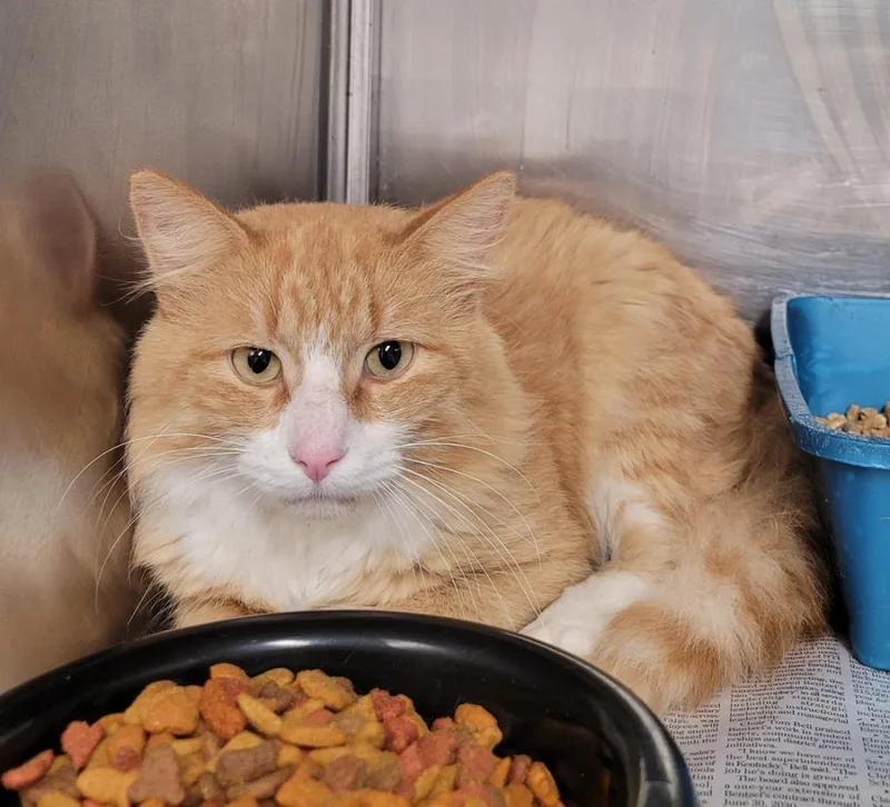 An adult large-sized male Domestic Short Hair cat named Fireman John for adoption in Hopkinsville, KY