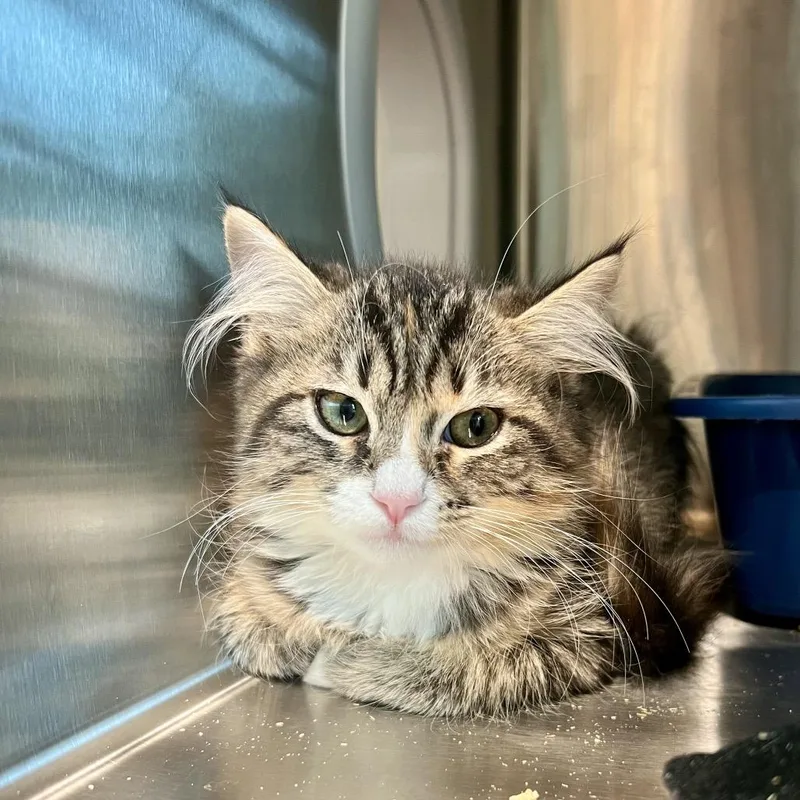 A baby medium-sized male Domestic Medium Hair cat named Eagle for adoption in Cumming, GA