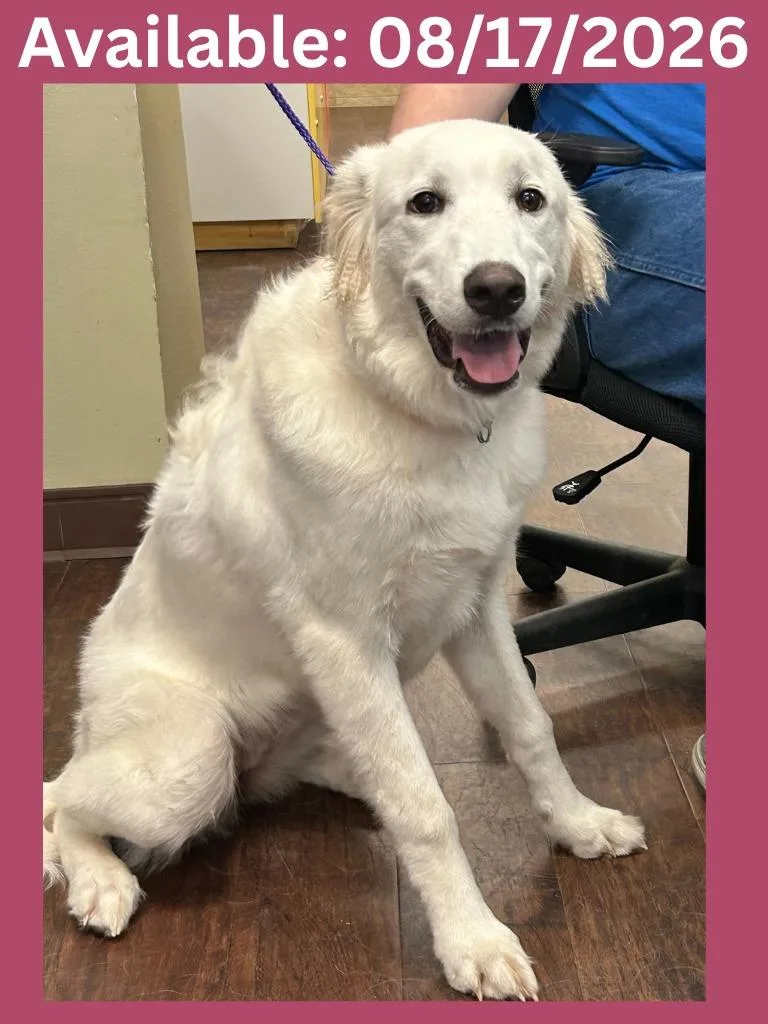 A young medium-sized female Great Pyrenees dog named Dog Kennel Gracelynn for adoption in Greenville, TX