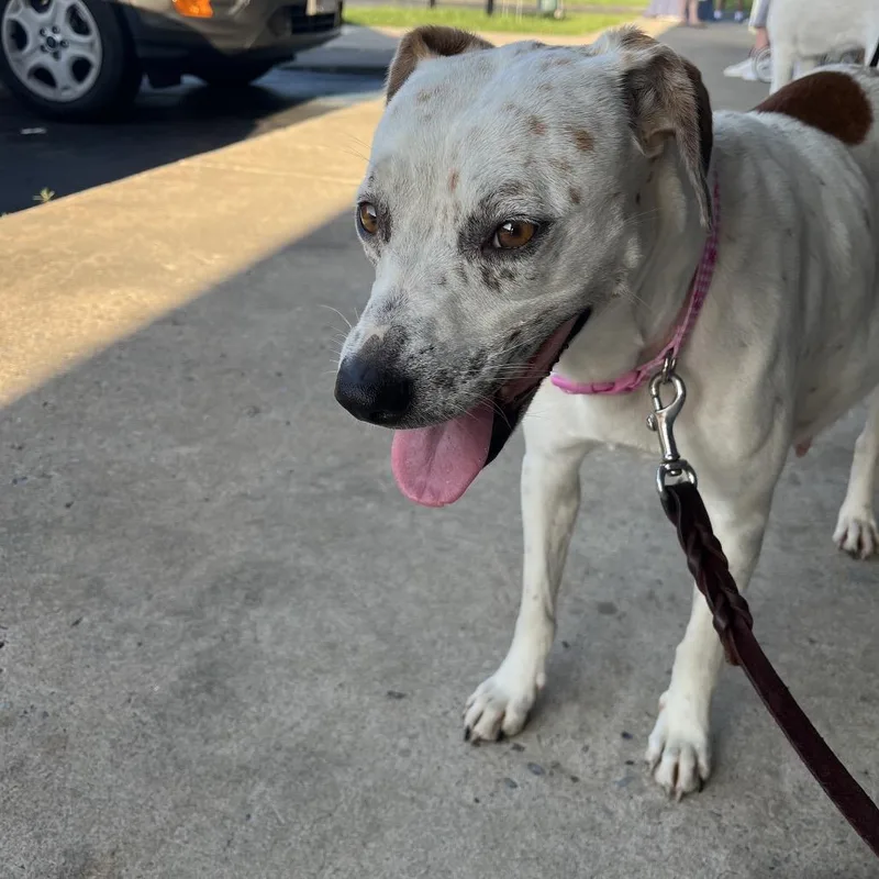 An adult medium-sized female White / Cream Parson Russell Terrier dog named Amelia for adoption in Cartersville, GA