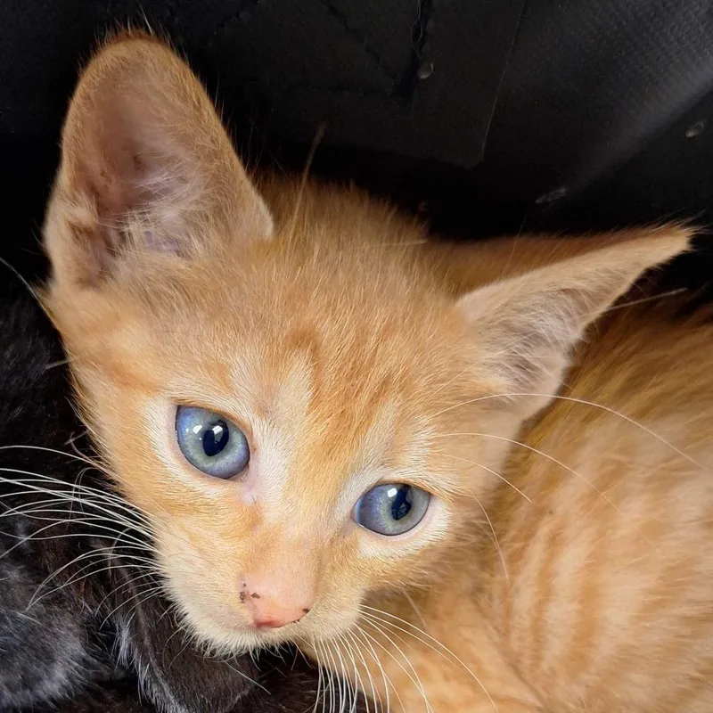 A baby small-sized female Orange / Red Domestic Short Hair cat named Angela for adoption in Chattanooga, TN