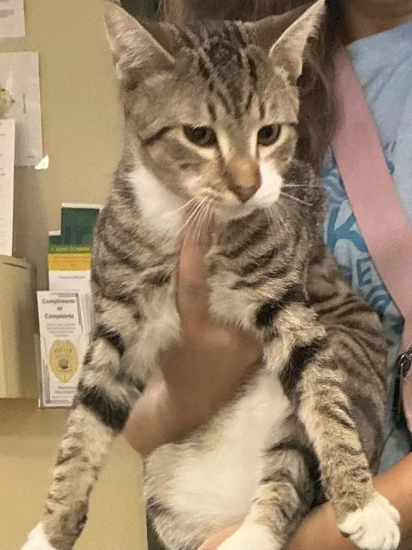 A young small-sized male Domestic Short Hair cat named Moose for adoption in Virginia Beach, VA