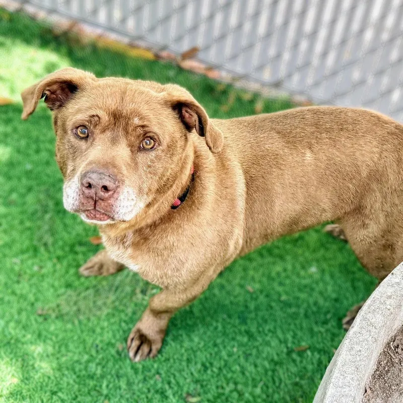 A senior medium-sized male Mixed Breed dog named Herman for adoption in Oakland, CA