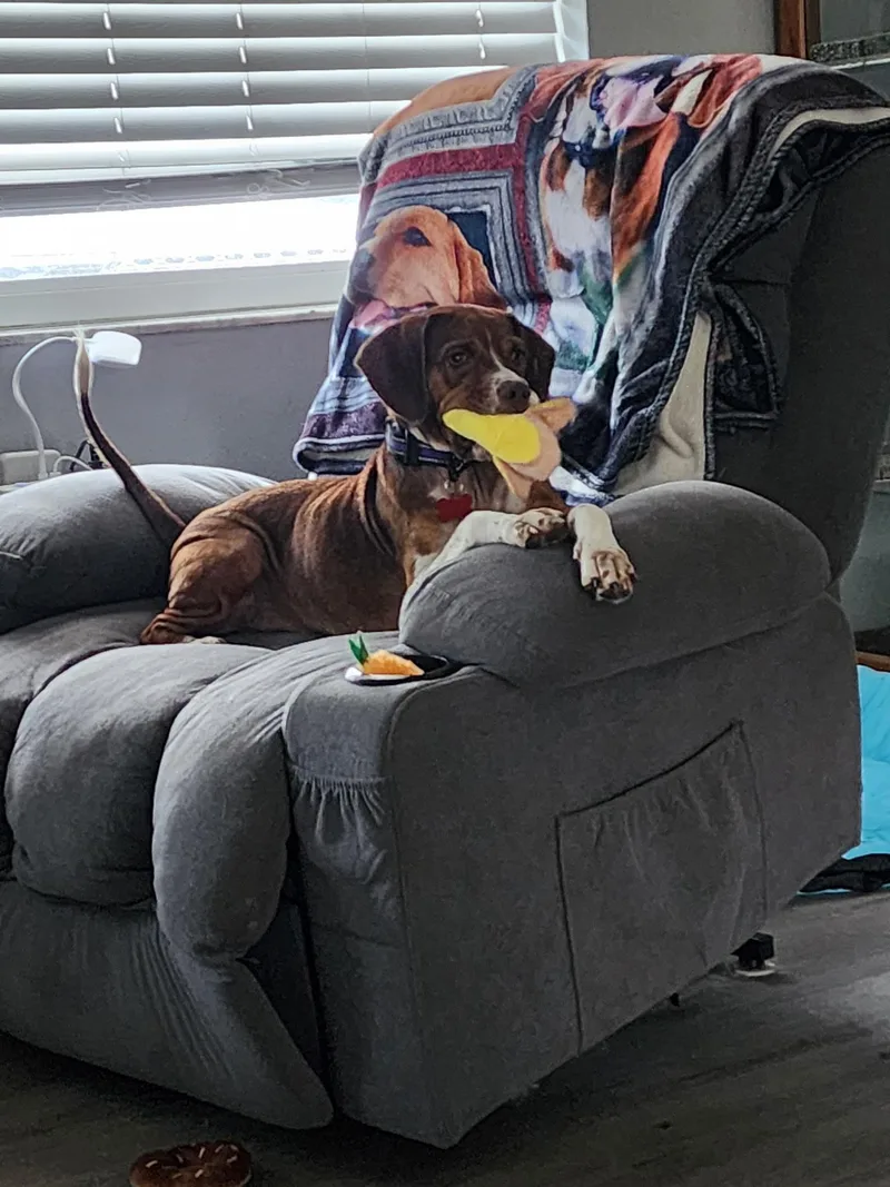 An adult medium-sized female Beagle dog named Helga for adoption in Tampa, FL