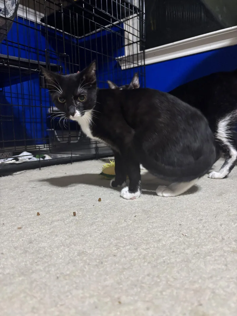 A baby medium-sized male Black & White / Tuxedo Tuxedo cat named Colt for adoption in MONTGOMERY, TX