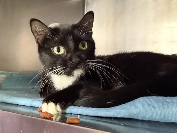 A young medium-sized female Domestic Short Hair cat named Catness for adoption in New York, NY