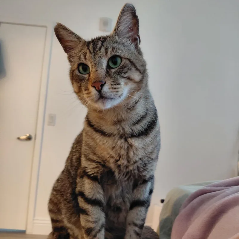 Papa Tootles Rigsby