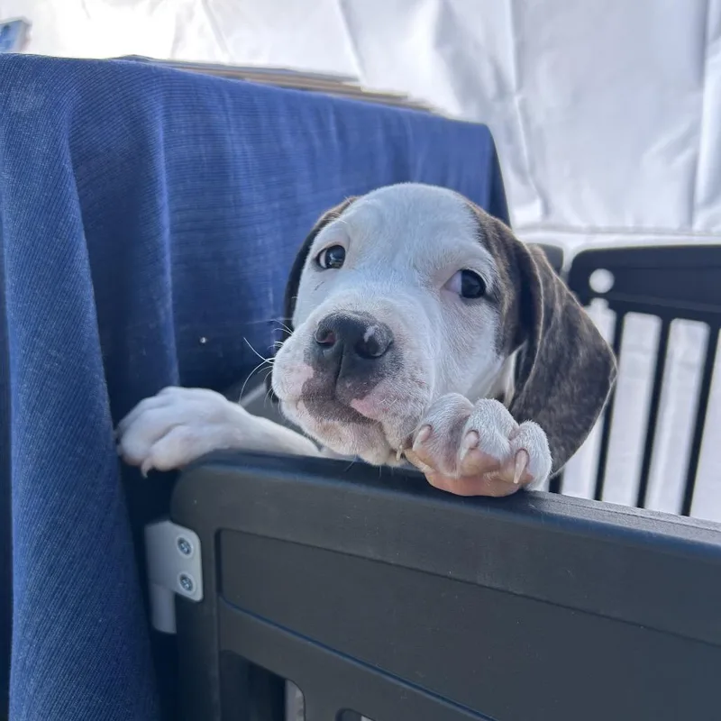 Buster thumbnail 3