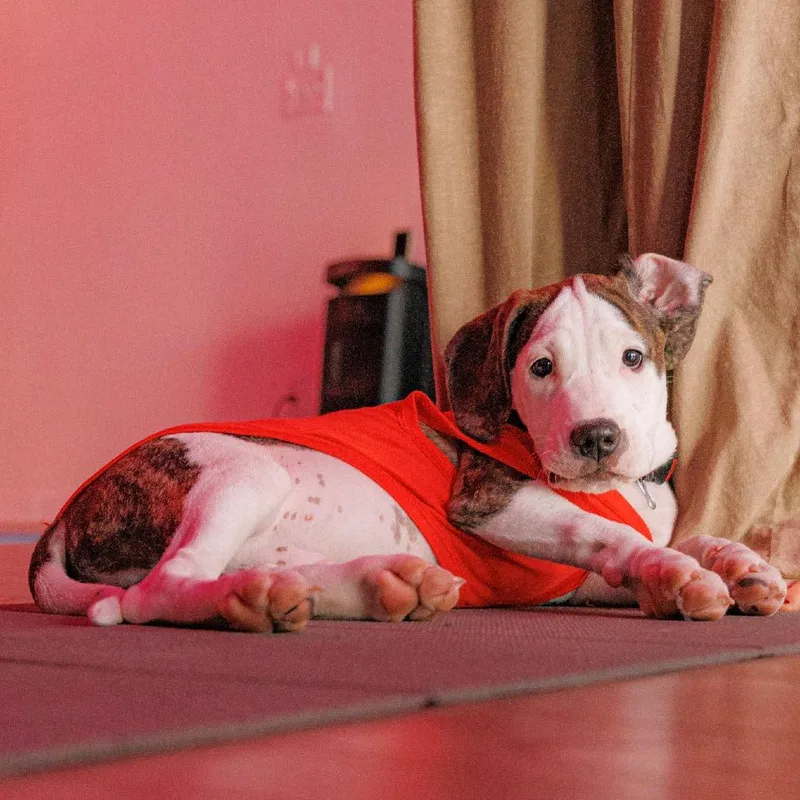 Buster thumbnail 4