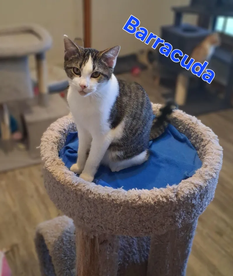 Barracuda thumbnail 2