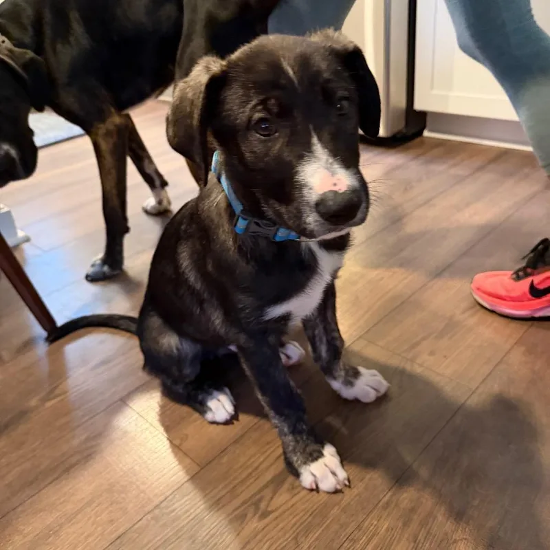 A baby small-sized male Brindle Great Pyrenees dog named Kodi for adoption in Silver Spring, MD