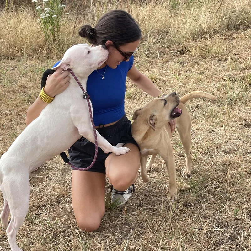 An adult medium-sized female Pit Bull Terrier dog named Rosa for adoption in Sadler, TX