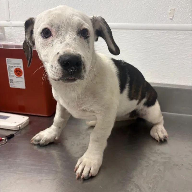 A baby small-sized female White / Cream Pit Bull Terrier dog named Ember for adoption in Henderson, NV