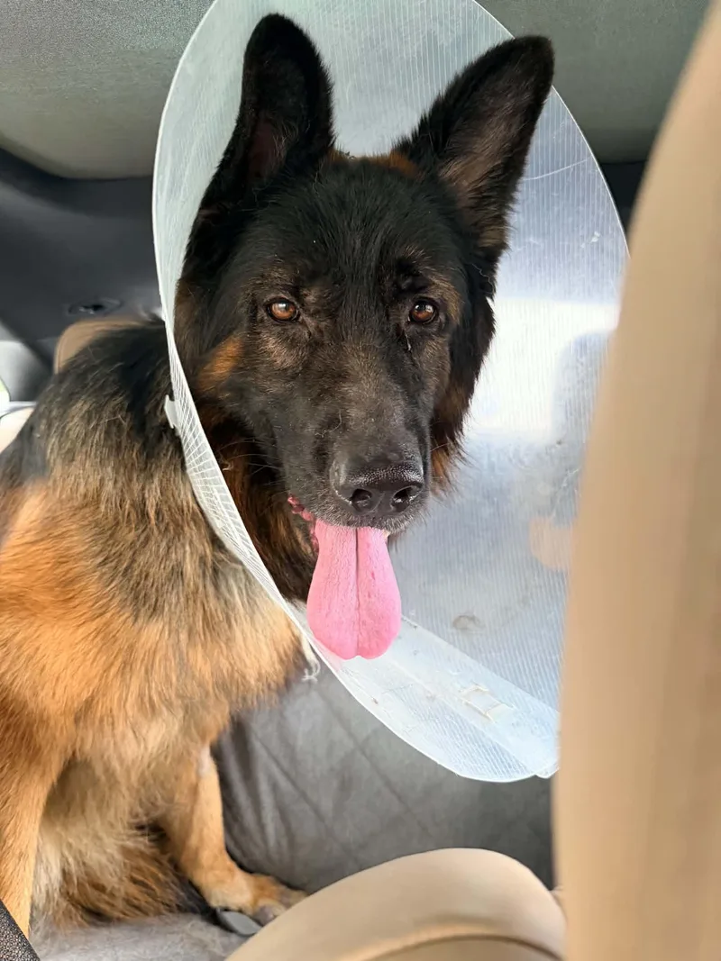 An adult medium-sized male German Shepherd Dog named Uran for adoption in Pompano Beach, FL