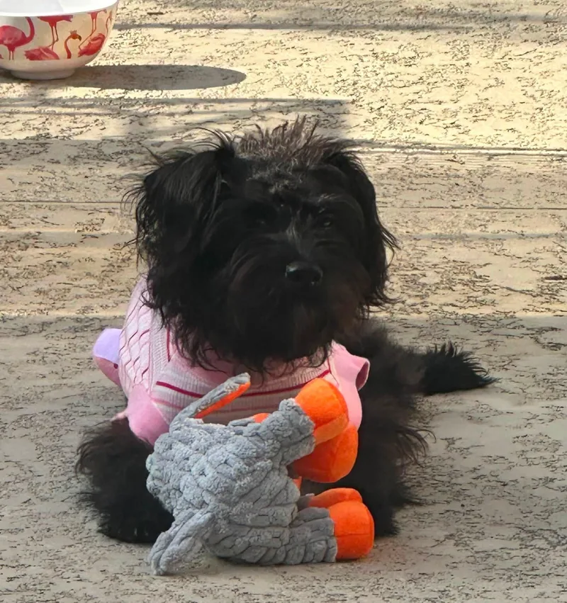 A young small-sized female Black Shih Tzu dog named Mina One True for adoption in Houston, TX