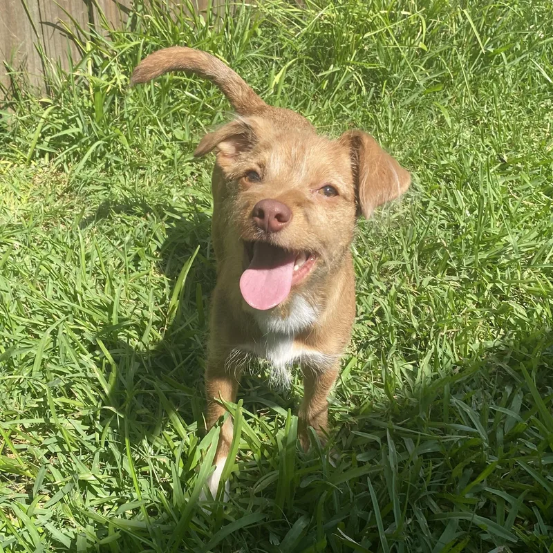 A baby small-sized male Jack Russell Terrier dog named Bamby for adoption in Liverpool, TX