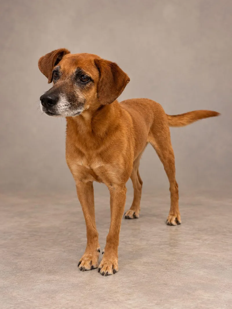A senior medium-sized female Brown / Chocolate Labrador Retriever dog named Penny for adoption in Lincoln, IL